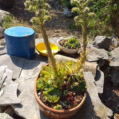 House Lavanda